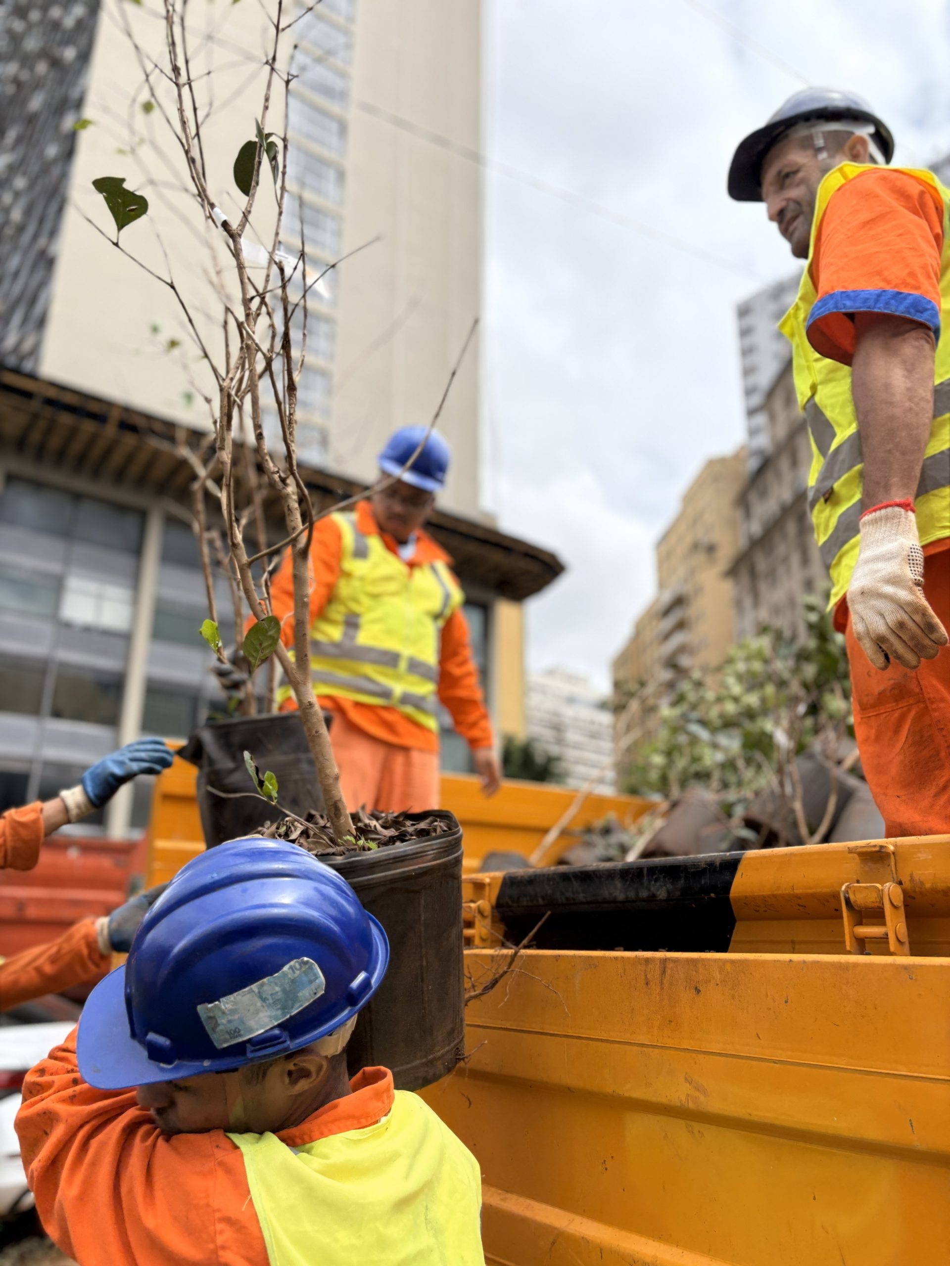 Prefeitura implanta bosque urbano sob o Viaduto Santa Ifigênia para revitalizar região e aumentar o verde da cidade